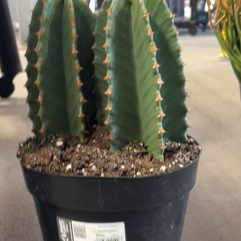 Photo of the plant species Desert Candle Cactus by @26redTread named Doja Cat on Greg, the plant care app