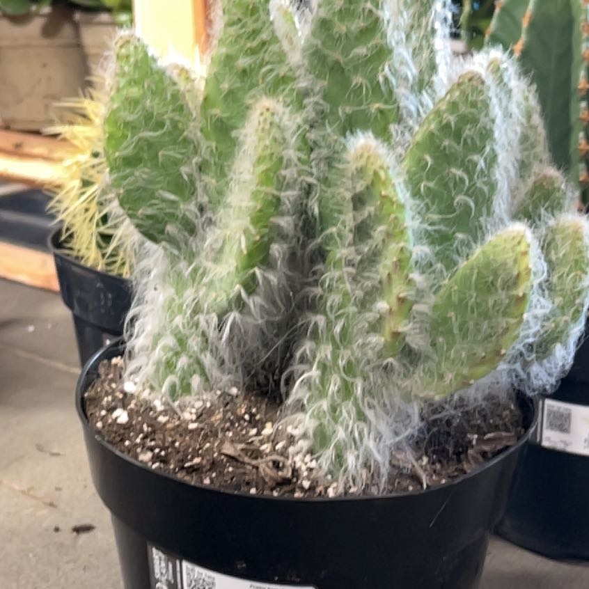 Photo of the plant species Prickly pear snow by @26redTread named Leonardo on Greg, the plant care app