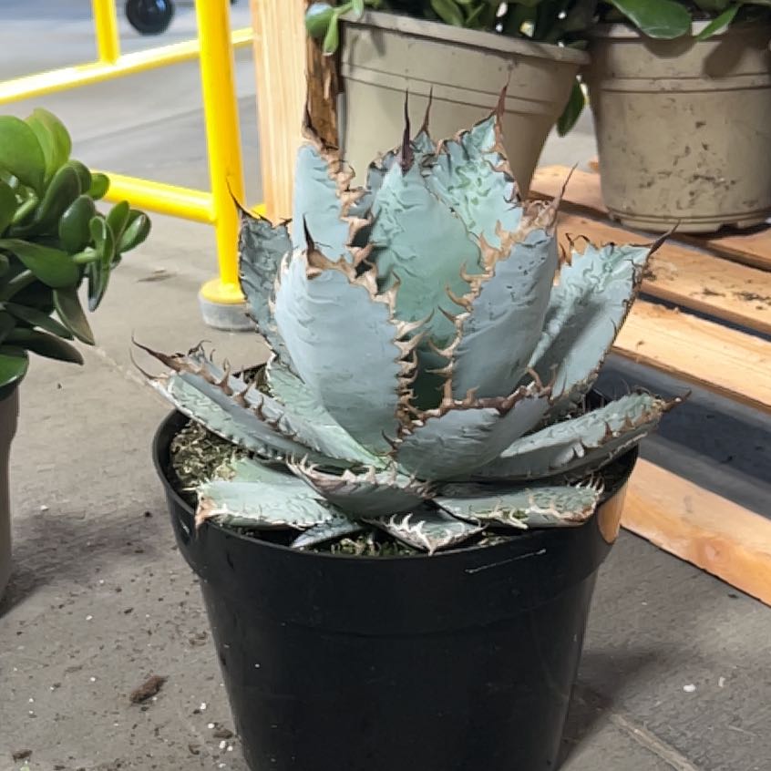 Photo of the plant species Agave titanota 'Lion's Mane' by @26redTread named Emerson on Greg, the plant care app