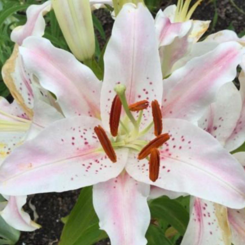 Photo of the plant species Lily 'Virtuoso' by @ZanyTejocote47 named Virtuoso on Greg, the plant care app