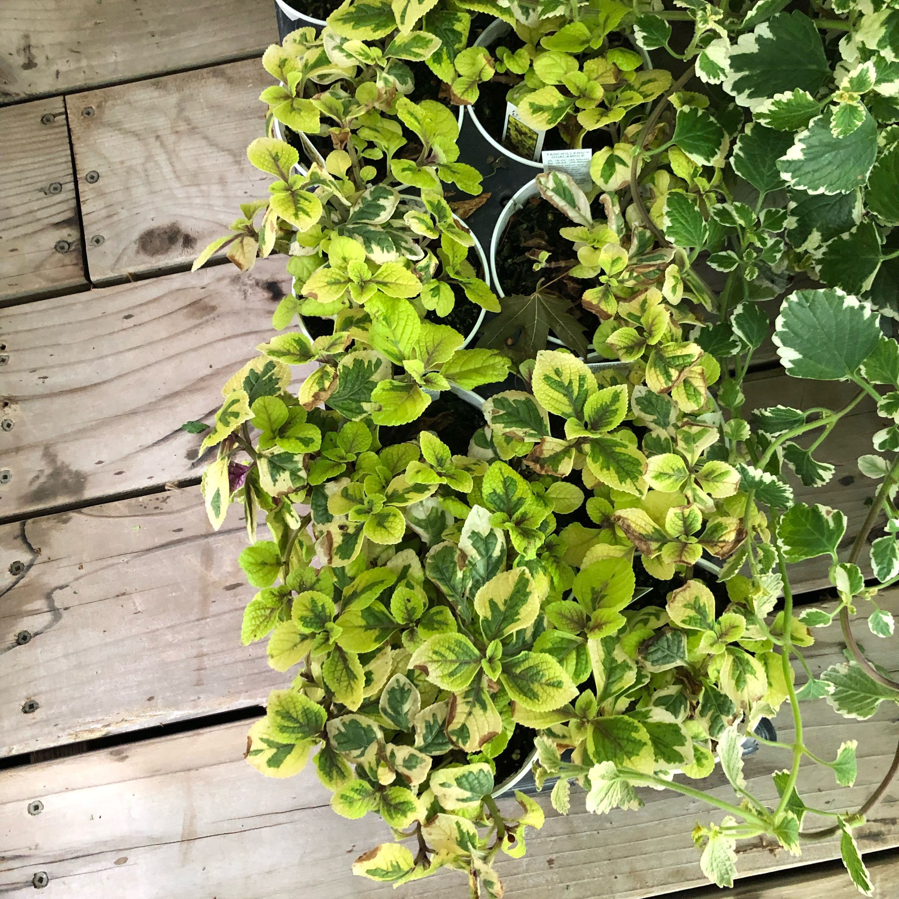Photo of the plant species Swedish Ivy by @RegalIllecebrum named Leaf Erickson on Greg, the plant care app