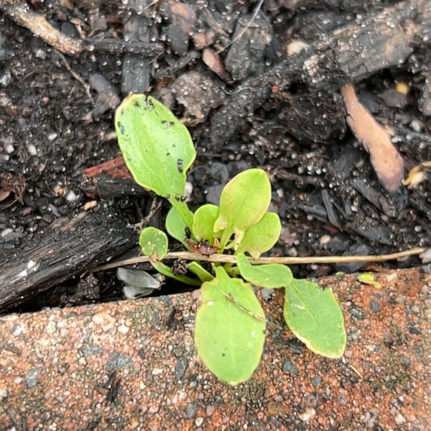 Photo of the plant species Melde by @HoorayBasil11 named Ronaldo on Greg, the plant care app