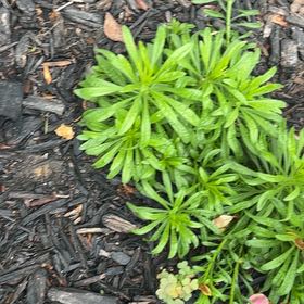Photo of the plant species Goose Grass by @HoorayBasil11 named Pax on Greg, the plant care app