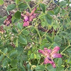 Photo of the plant species California Wildrose by @SublimeBonsai81 named Mando on Greg, the plant care app