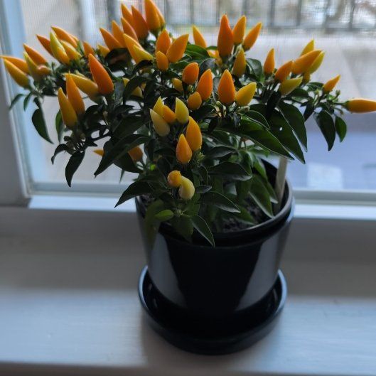 Photo of the plant species Capsicum 'Sedona Sun' by @IntenseBorage65 named Pepper Plant on Greg, the plant care app