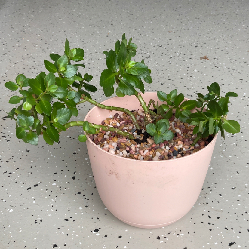 Healthy florist Kalanchoe plant with glossy green leaves in a pink ceramic pot with gravel topdressing, no signs of discoloration or disease.