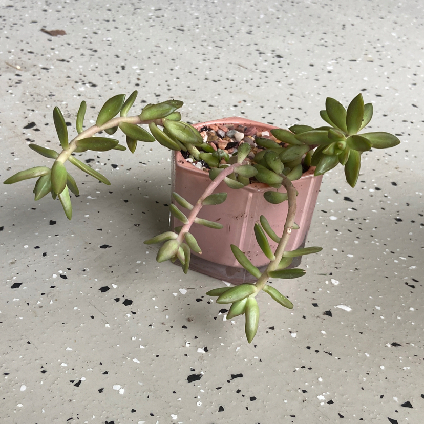 Jelly Bean Plant (Sedum rubrotinctum) in a small pot with visible soil.
