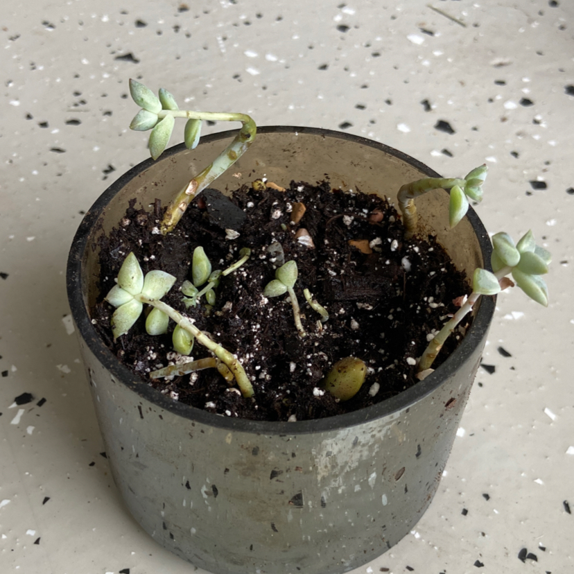 Potted Ghost Plant with visible soil and healthy stems and leaves.