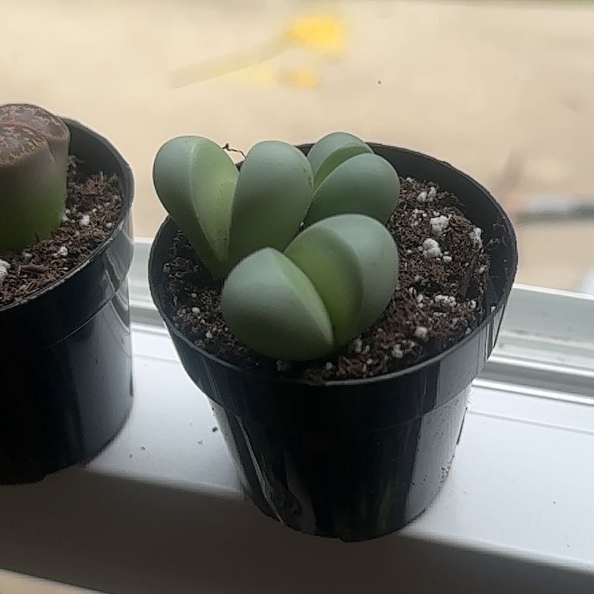 Photo of the plant species Argyroderma delaetii by @TryHorminum15 named Argyroderma delaetii on Greg, the plant care app