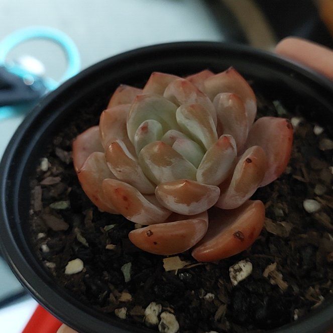 Photo of the plant species Strawberry Almond by @MySuccyLife named Bieber on Greg, the plant care app