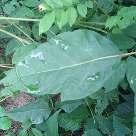 Photo of the plant species Anamu by @MotherBlackwood named Keanu Leaves on Greg, the plant care app