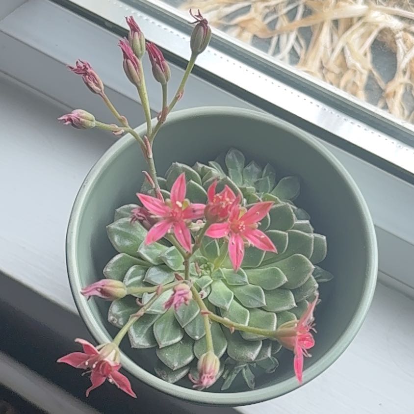 Photo of the plant species Graptopetalum bellum by @TryClusia23 named Planty on Greg, the plant care app