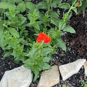 Photo of the plant species Maltese Cross by @ChampTwister4 named Forrest on Greg, the plant care app