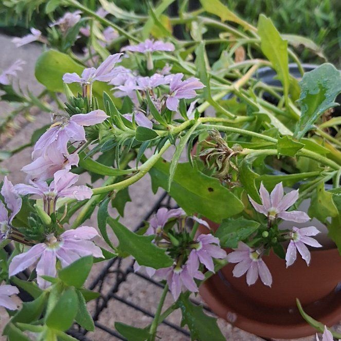 Photo of the plant species Virginia Springbeauty by @PlayfulBeans named Curie on Greg, the plant care app
