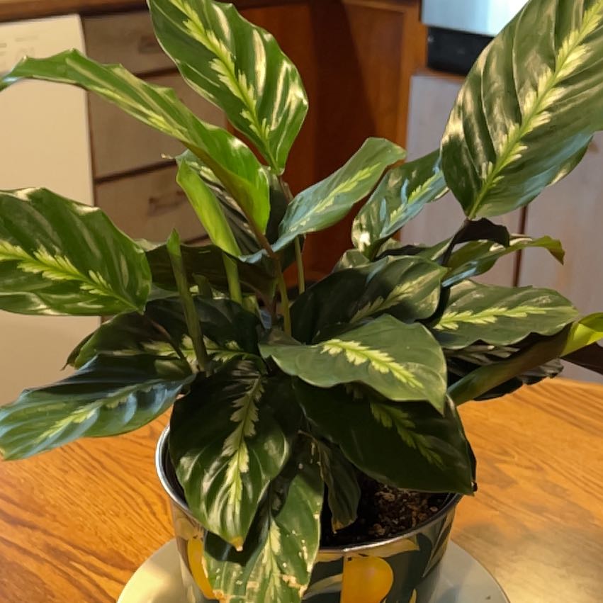 Photo of the plant species Prayer Plant by @DreamyRosemoss named Fernie Mac on Greg, the plant care app