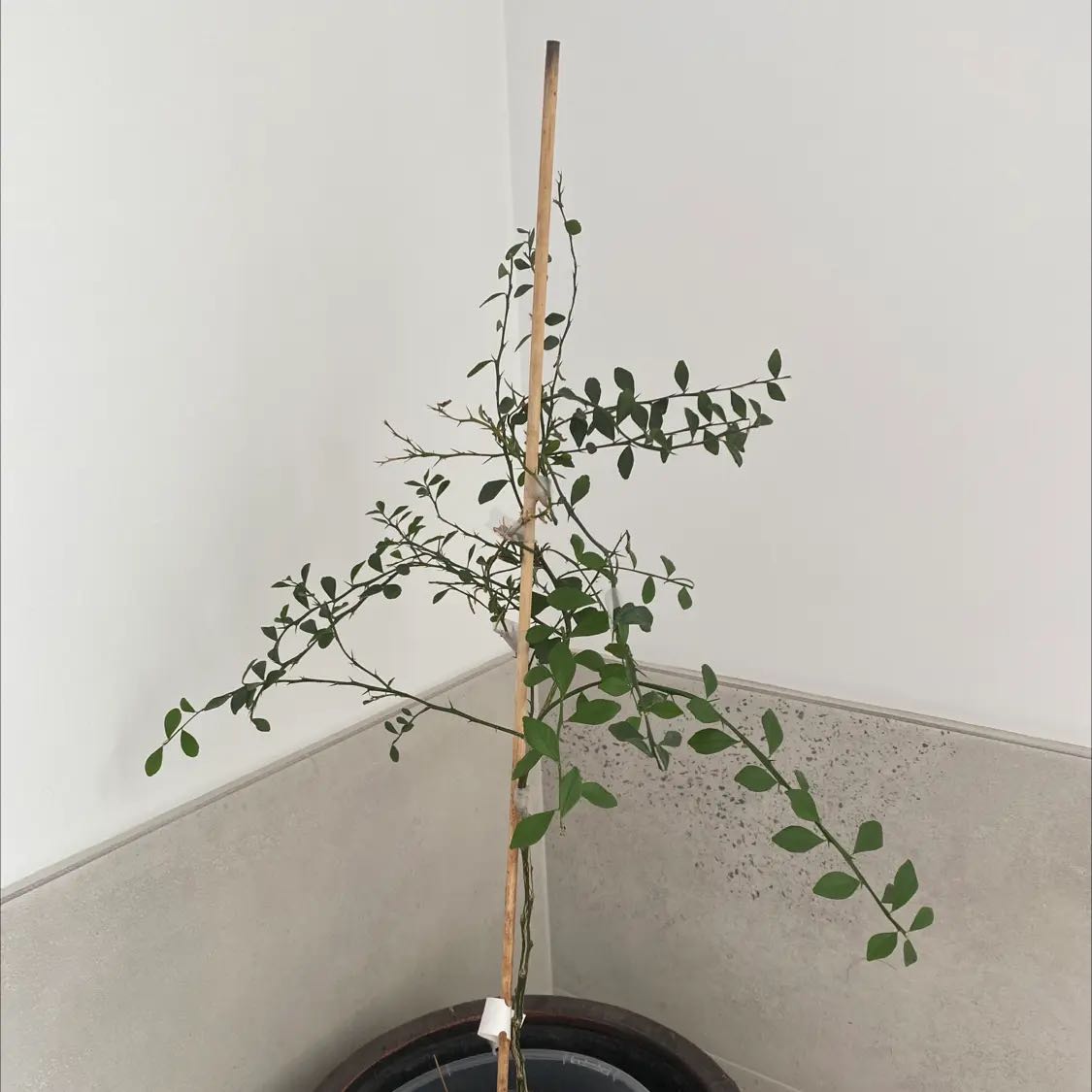Photo of the plant species Red Finger Lime by @AdmiredKanono93 named Sproutacus on Greg, the plant care app