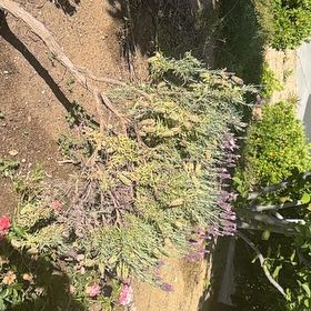 Photo of the plant species Pincushion Protea by @AscendingGrass2 named Gaga on Greg, the plant care app