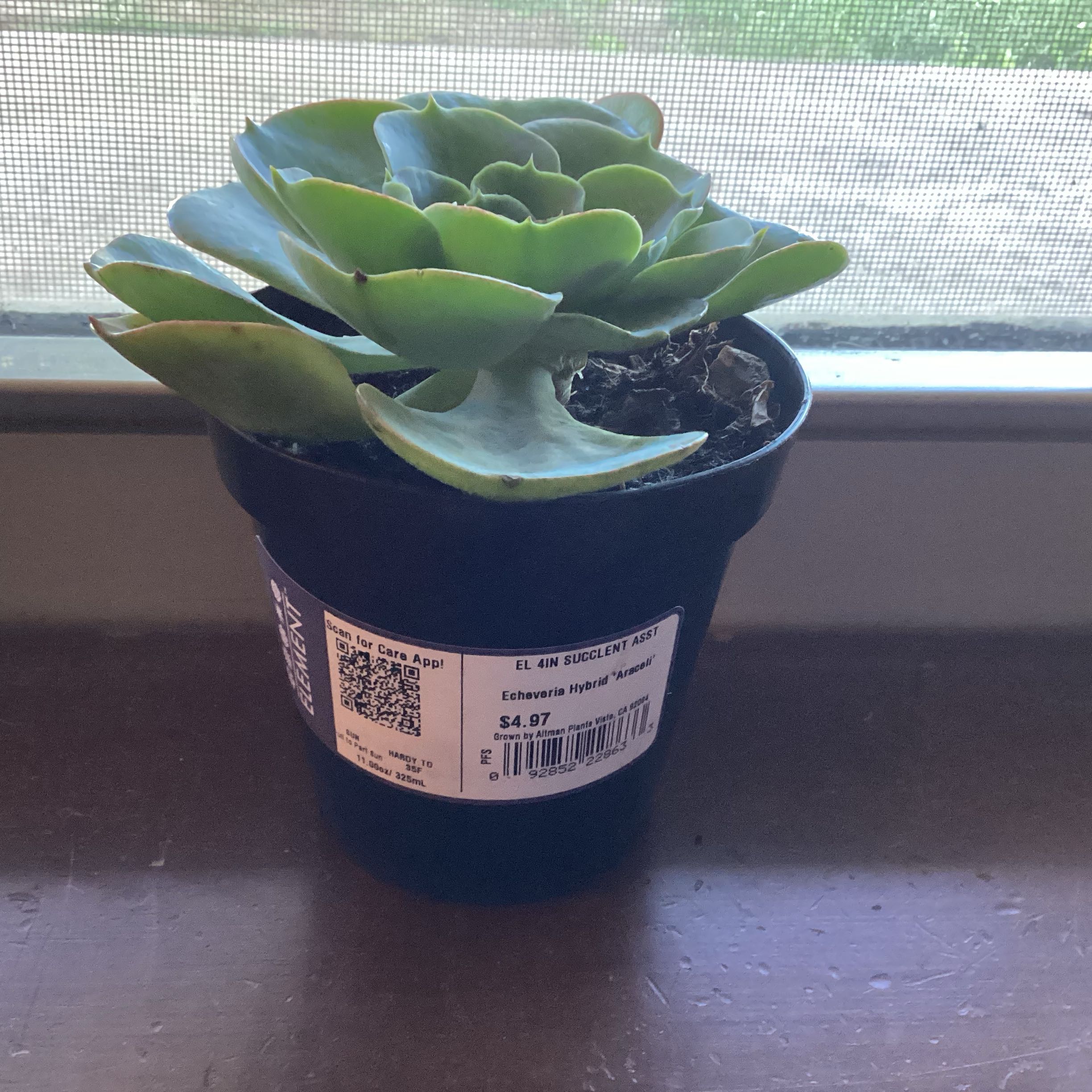Photo of the plant species Echeveria 'Araceli' by @PrizeSpangletop named Lucy on Greg, the plant care app