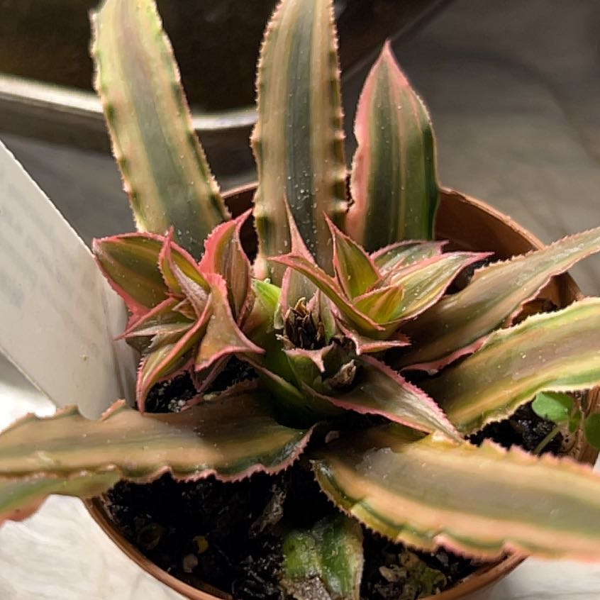 Earth Stars plant (Cryptanthus) with serrated leaves and pinkish edges in a small pot.