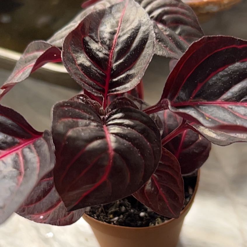 Healthy Herbst's Bloodleaf plant with vibrant burgundy and pink leaves in a small brown pot with soil visible.