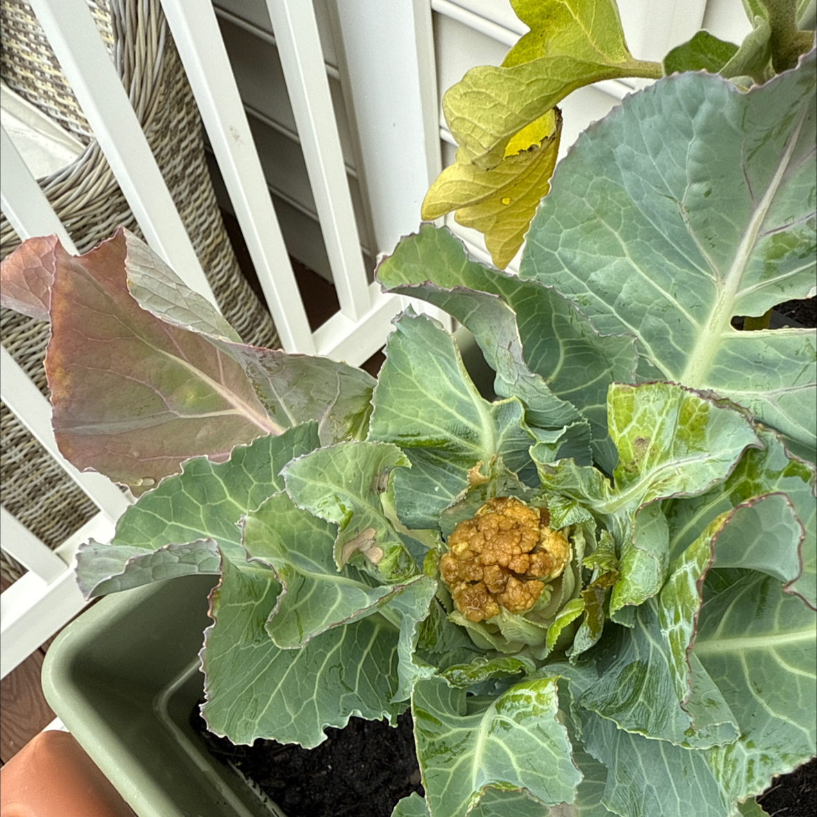 Photo of the plant species Cauliflower by @ComicalColeus named Stella on Greg, the plant care app