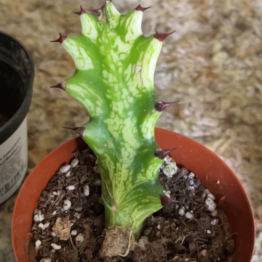 Photo of the plant species Variegated African Milk Bush by @WellmadeTaraire named Bieber on Greg, the plant care app