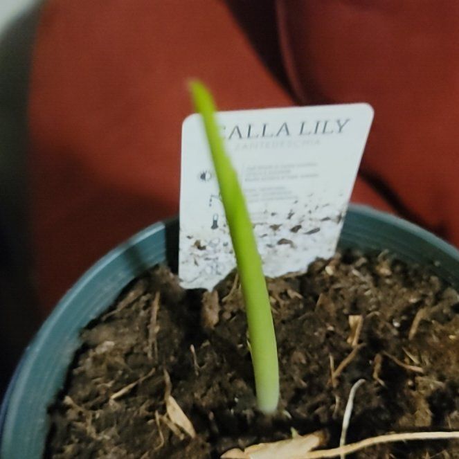 Photo of the plant species White Calla Lily by @BeamingOnion named Gobi on Greg, the plant care app