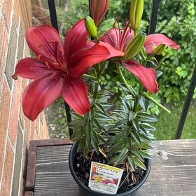 Photo of the plant species Asiatic Lily Red Highland by @milkshqkess named Adélie on Greg, the plant care app