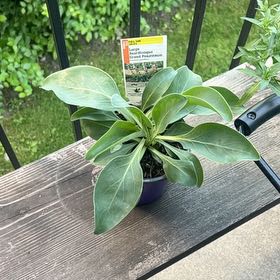 Photo of the plant species Large Beardtongue by @milkshqkess named Harper on Greg, the plant care app