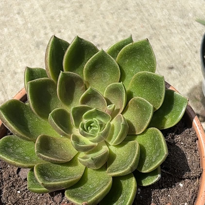 Photo of the plant species Mexican Firecracker by @NewOlneya34 named Planty on Greg, the plant care app