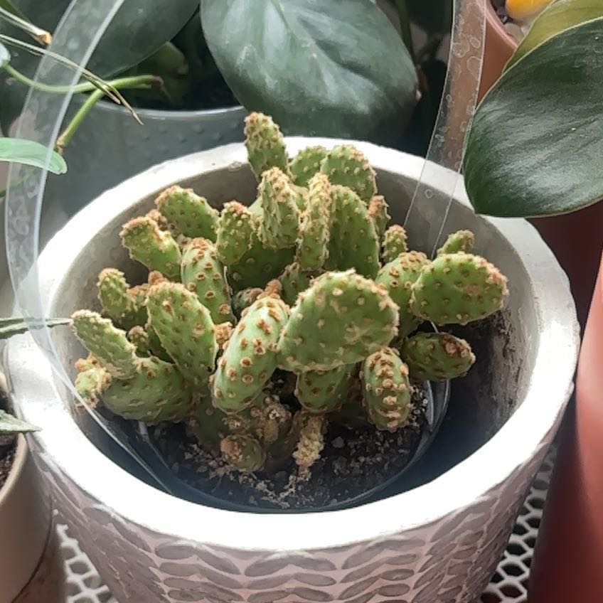 Photo of the plant species Opuntia rufida minima f. monstrose by @WiredCactus72 named Prickle on Greg, the plant care app