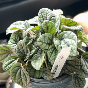 Photo of the plant species Peperomia Greyhound by @BubblyTeatree13 named Mando on Greg, the plant care app