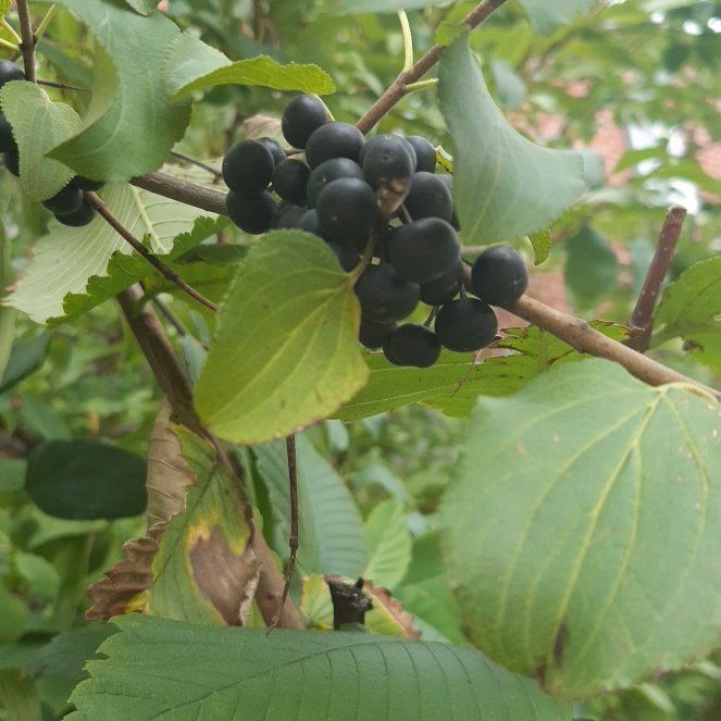 Photo of the plant species Common Buckthorn by @CurrentBlackash named Wall-E on Greg, the plant care app