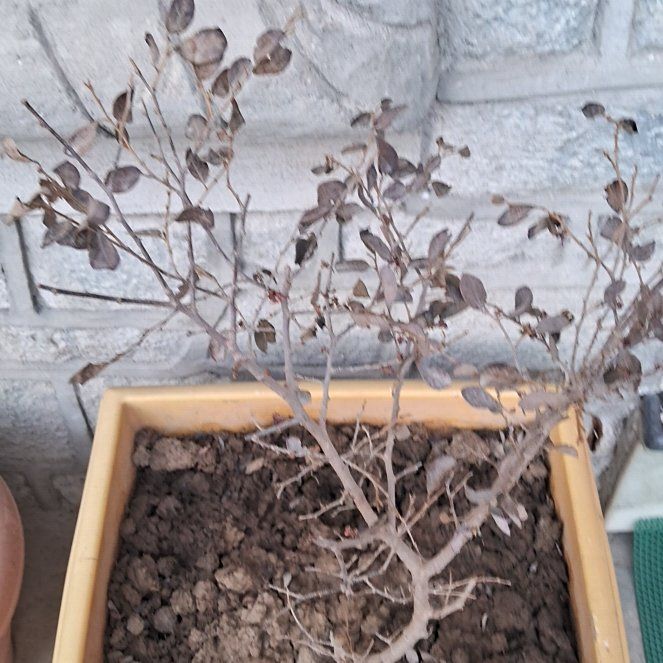 Plant care for Kew Sunshine Witch Hazel on Greg, the plant care app