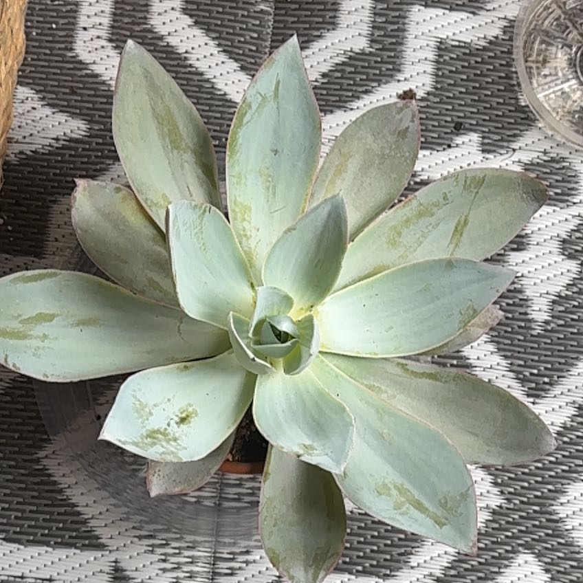 Photo of the plant species Echeveria Cante by @InfallibleKaro0 named Lavender on Greg, the plant care app