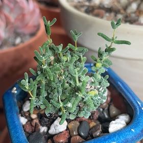 Photo of the plant species Drosanthemum quadratum by @InfallibleKaro0 named Walt on Greg, the plant care app
