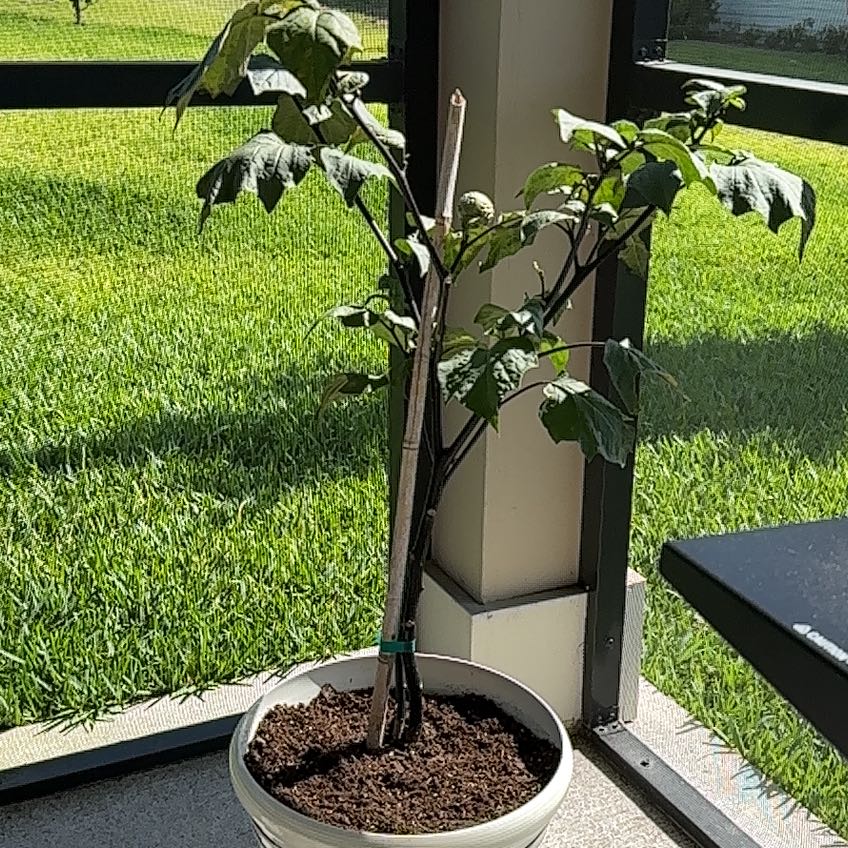 Photo of the plant species Devil's trumpet by @DapperMint11 named Betty on Greg, the plant care app