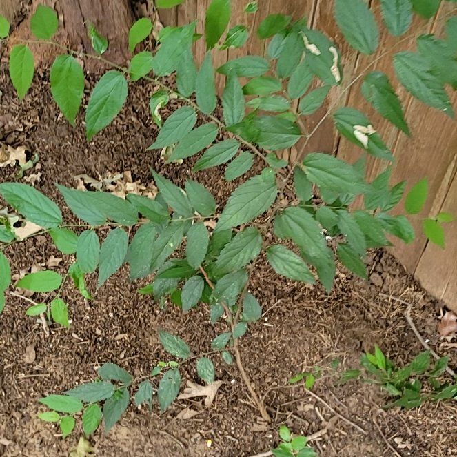 Photo of the plant species European Hackberry by @BonusKawaka37 named Gates on Greg, the plant care app