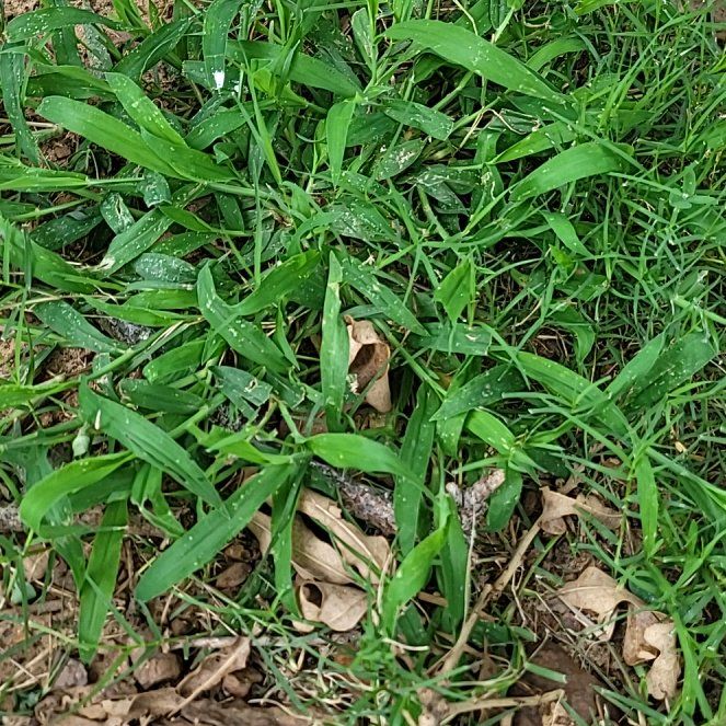 Photo of the plant species Southern Crabgrass by @BonusKawaka37 named Gobi on Greg, the plant care app