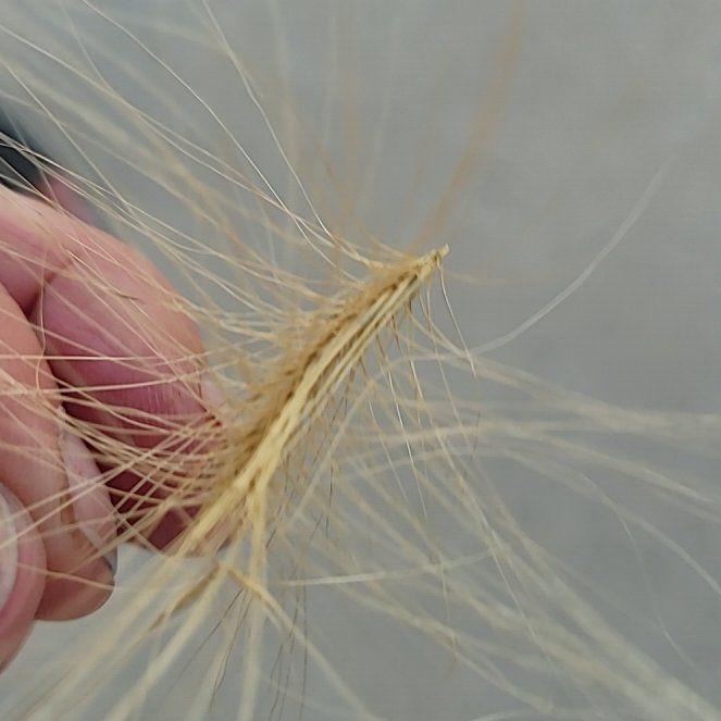 Photo of the plant species Witch-Grass by @YardKingfern84 named Surya on Greg, the plant care app
