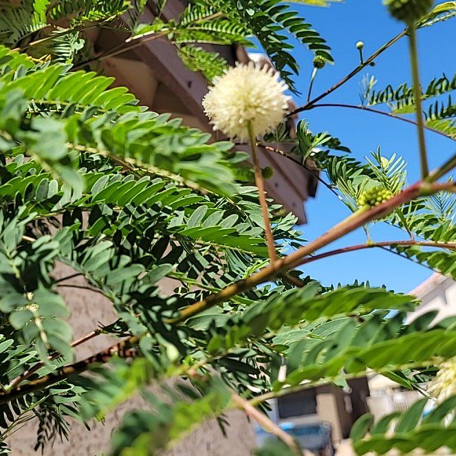 Photo of the plant species Coffee Bush by @YardKingfern84 named Naomi on Greg, the plant care app