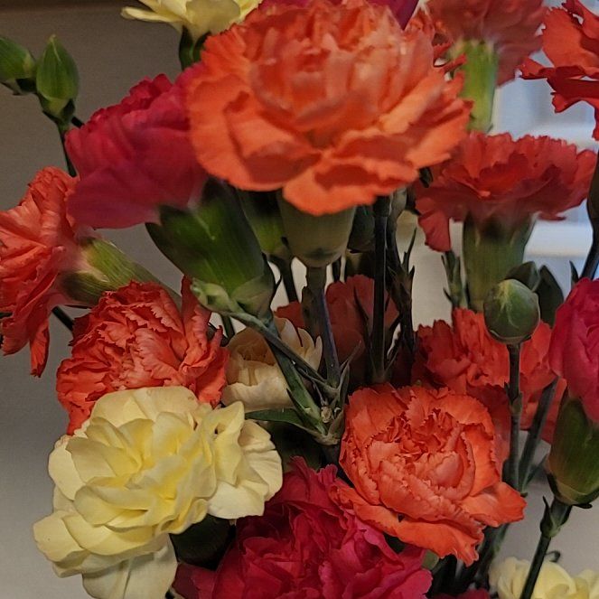 Photo of the plant species Persian Buttercup by @YardKingfern84 named Doja Cat on Greg, the plant care app