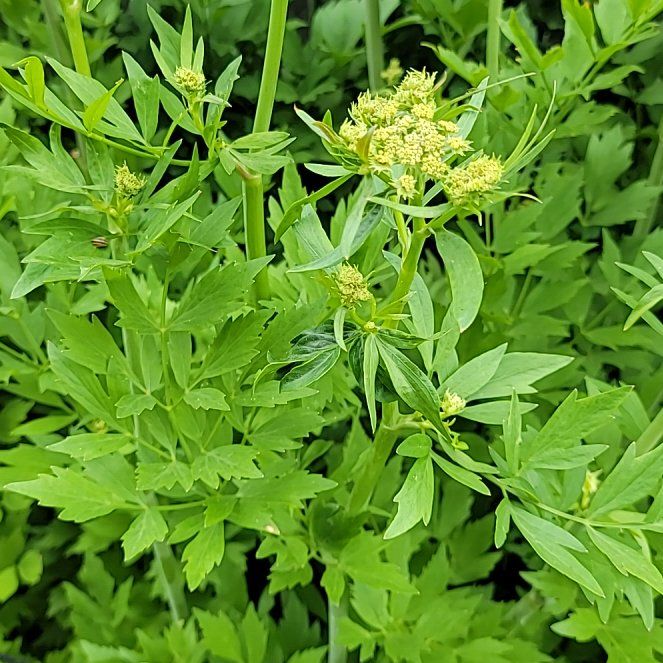 Photo of the plant species Lovage by @ProfuseMystax31 named Messi on Greg, the plant care app