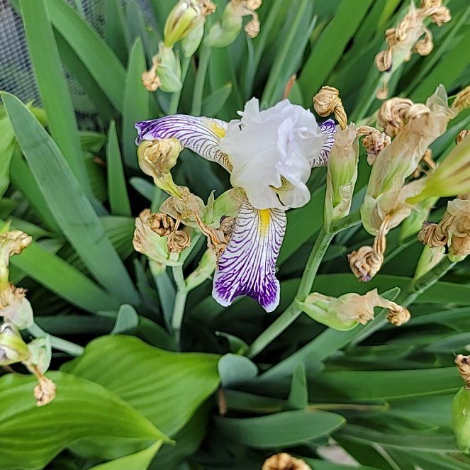 Photo of the plant species Douglas Iris by @ProfuseMystax31 named Planty on Greg, the plant care app