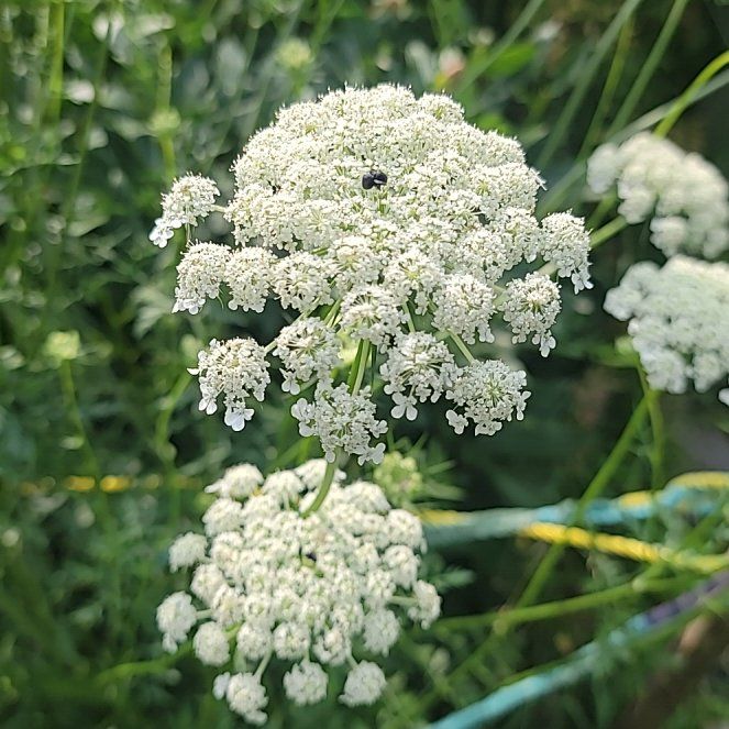Photo of the plant species Wild Carrot by @ProfuseMystax31 named Achilles on Greg, the plant care app