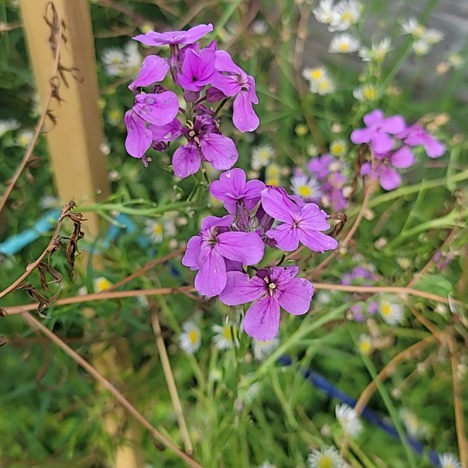 Photo of the plant species Dame's Rocket by @ProfuseMystax31 named Lola on Greg, the plant care app