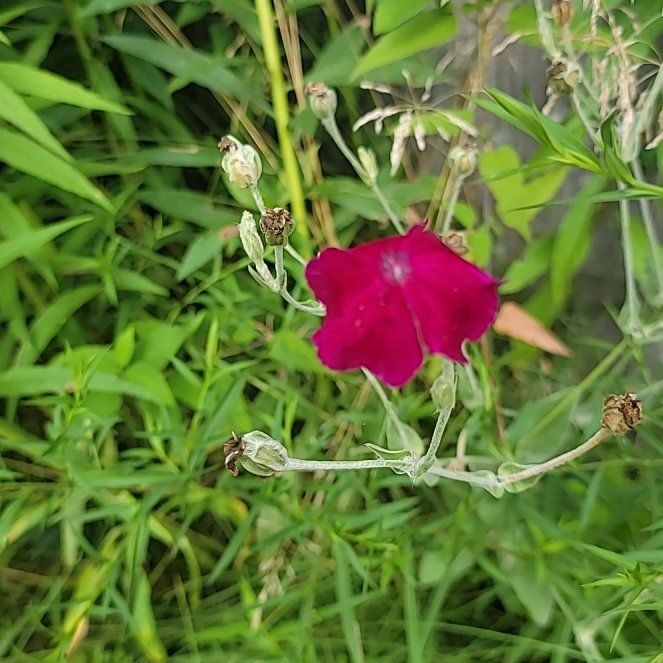 Photo of the plant species Rose Campion by @ProfuseMystax31 named Denali on Greg, the plant care app