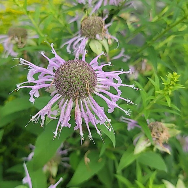 Photo of the plant species Wild Bergamot by @ProfuseMystax31 named LiloStitch on Greg, the plant care app