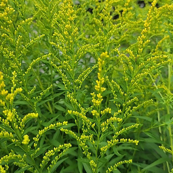 Photo of the plant species Rough Canada Goldenrod by @ProfuseMystax31 named James Dean on Greg, the plant care app