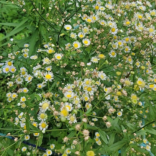 Photo of the plant species Annual Fleabane by @ProfuseMystax31 named Austen on Greg, the plant care app